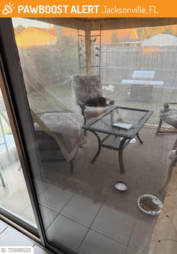 Found/Stray Unknown Cat last seen Dunn, Jacksonville, FL 32219