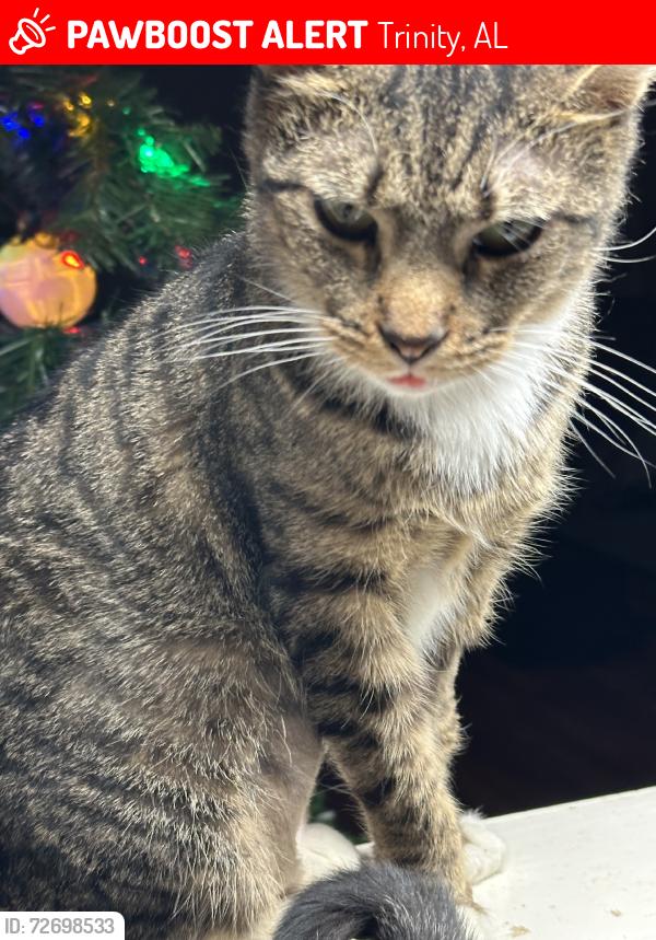 Lost Female Cat last seen At the top of Trinity Mountain in Pincrest subdivision. Close to short street., Trinity, AL 35673