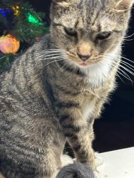 Lost Female Cat last seen At the top of Trinity Mountain in Pincrest subdivision. Close to short street., Trinity, AL 35673