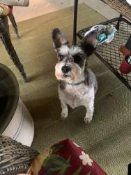 Lost Female Dog last seen Deerfield subdivision, Canton, MS 39046