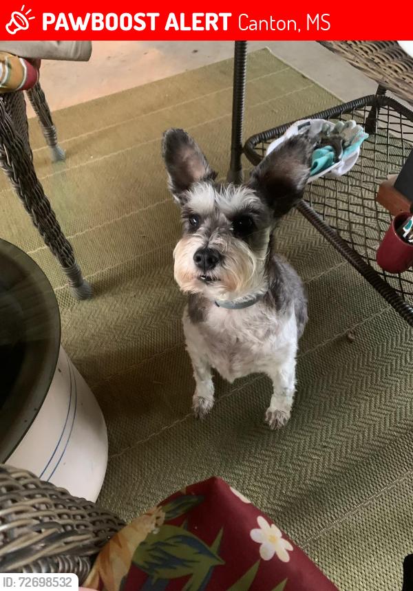 Lost Female Dog last seen Deerfield subdivision, Canton, MS 39046