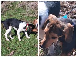 Lost Male Dog last seen Highway 309 and Highway 302, Byhalia, MS 38611