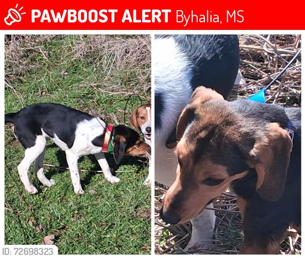 Lost Male Dog last seen Highway 309 and Highway 302, Byhalia, MS 38611