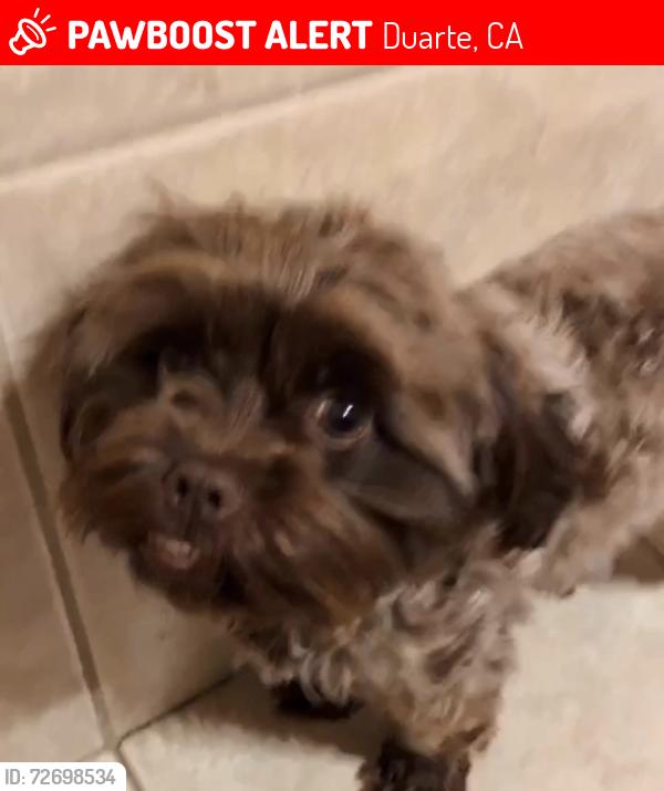 Lost Female Dog last seen Eastford Ave , evergreen, Duarte, CA 91010