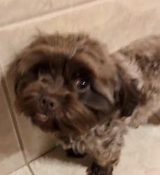 Lost Female Dog last seen Eastford Ave , evergreen, Duarte, CA 91010