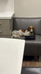 Found/Stray Unknown Dog last seen Calloway , Bakersfield, CA 93312