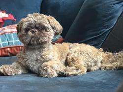 Lost Male Dog last seen Upper east side, Milwaukee, WI 53211