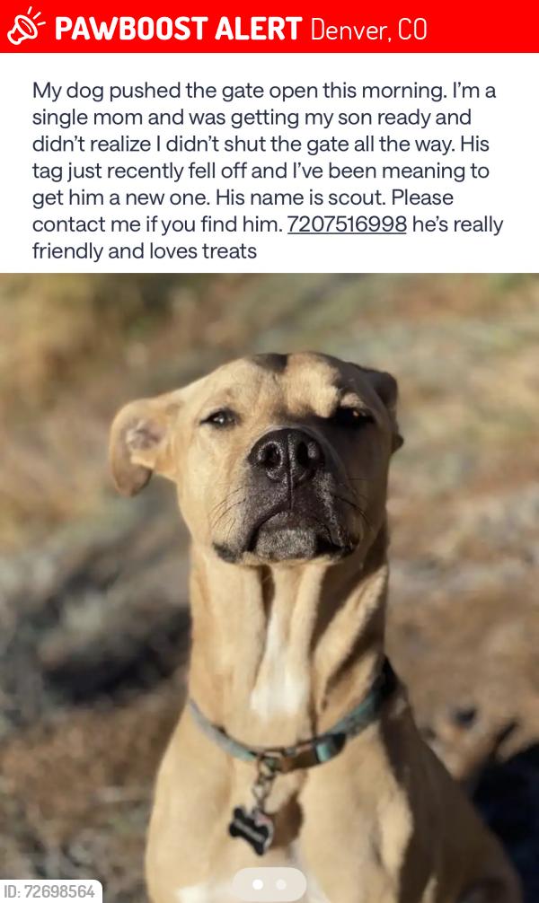 Lost Male Dog last seen Pecos and pecos , Denver, CO 80221