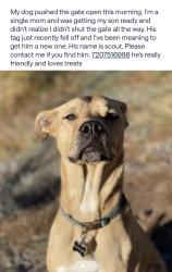 Lost Male Dog last seen Pecos and pecos , Denver, CO 80221