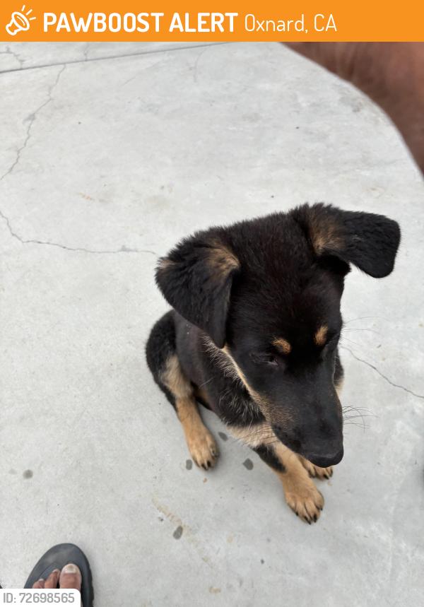 Found/Stray Female Dog last seen Mercantile, Oxnard, CA 93035