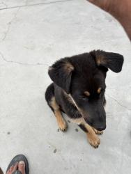 Found/Stray Female Dog last seen Mercantile, Oxnard, CA 93035
