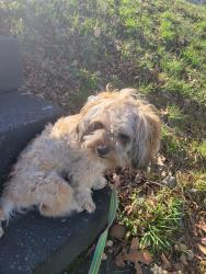 Found/Stray Male Dog last seen Caldwell ave and Walmsey Blvd, Richmond, VA 23234