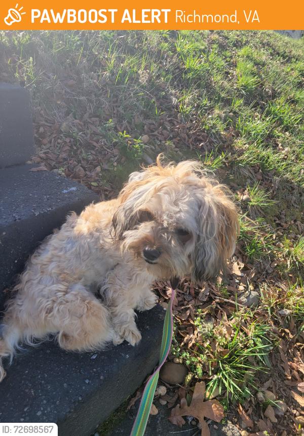 Found/Stray Male Dog last seen Caldwell ave and Walmsey Blvd, Richmond, VA 23234
