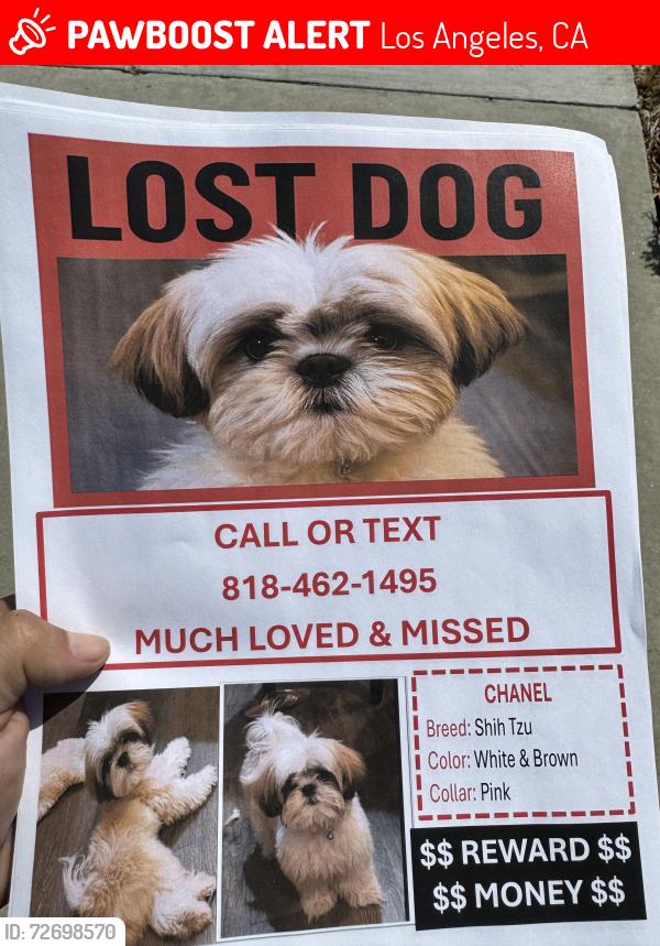 Lost Female Dog last seen Owensmouth & Arminta, Los Angeles, CA 91303