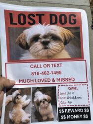 Lost Female Dog last seen Owensmouth & Arminta, Los Angeles, CA 91303