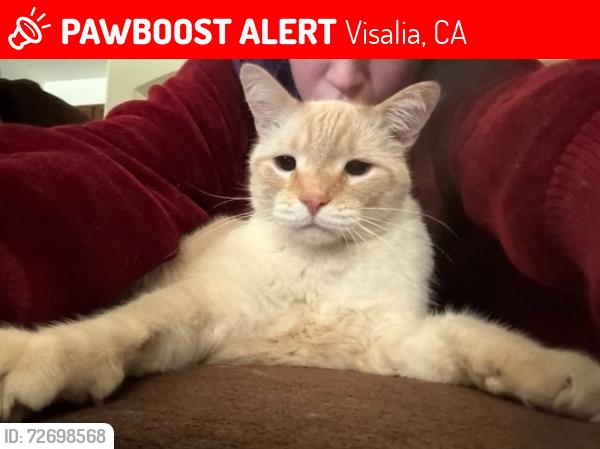 Lost Male Cat last seen Lovers Lane, Visalia, CA 93292