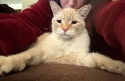 Lost Male Cat last seen Lovers Lane, Visalia, CA 93292