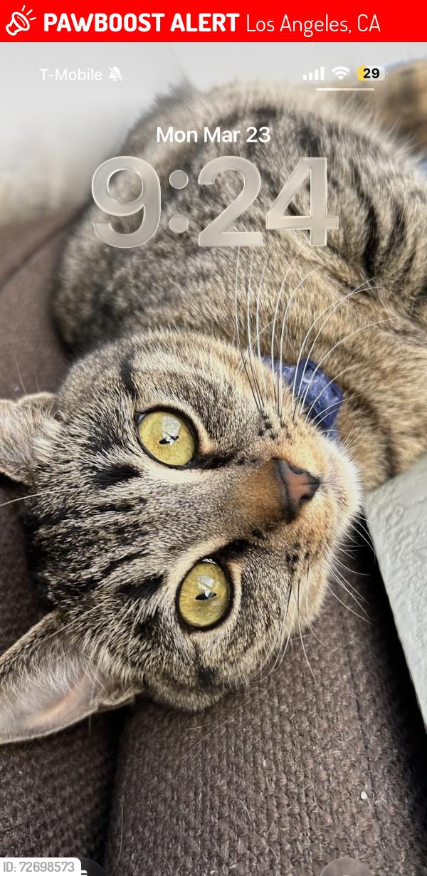 Lost Female Cat last seen Main and 93rd st , Los Angeles, CA 90003