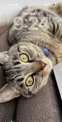 Lost Female Cat last seen Main and 93rd st , Los Angeles, CA 90003