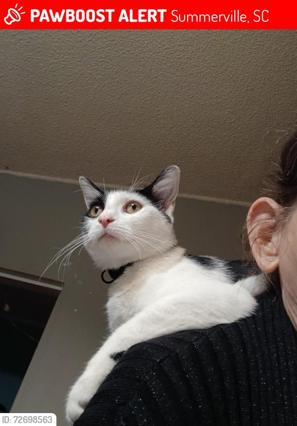 Lost Female Cat last seen Sangaree, Summerville, SC 29486