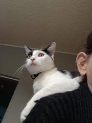 Lost Female Cat last seen Sangaree, Summerville, SC 29486