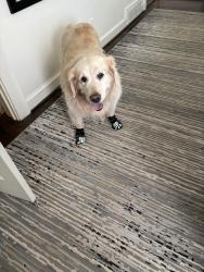 Lost Female Dog last seen Arden and Habersham Rd, Atlanta, GA 30305
