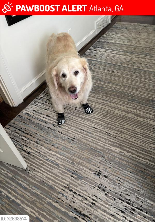Lost Female Dog last seen Arden and Habersham Rd, Atlanta, GA 30305