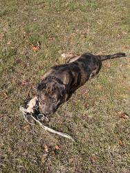 Found/Stray Male Dog last seen Easley, Easley, SC 29642