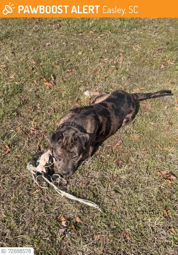 Found/Stray Male Dog last seen Easley, Easley, SC 29642