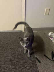 Found/Stray Unknown Cat last seen The Block apmts , Rocklin, CA 95765