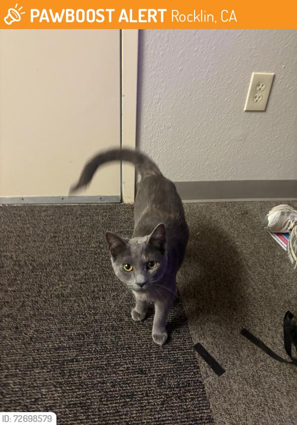 Found/Stray Unknown Cat last seen The Block apmts , Rocklin, CA 95765