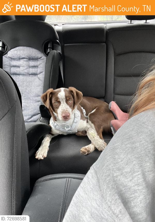 Found/Stray Male Dog last seen Richmond Rd, Marshall County, TN 37144