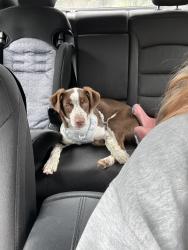 Found/Stray Male Dog last seen Richmond Rd, Marshall County, TN 37144