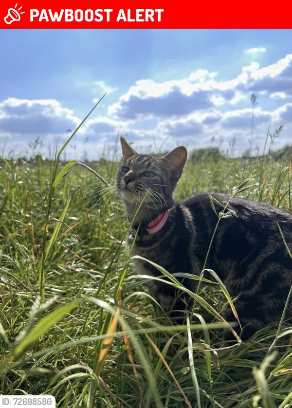 Lost Female Cat last seen Jumbo centre across road, Middleton, England M24 2AJ
