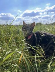 Lost Female Cat last seen Jumbo centre across road, Middleton, England M24 2AJ