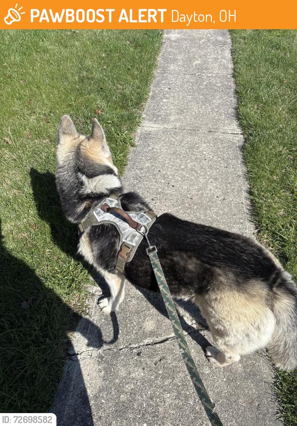 Found/Stray Unknown Dog last seen Trotwood commons in trotwood , Dayton, OH 45426