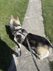 Found/Stray Unknown Dog last seen Trotwood commons in trotwood , Dayton, OH 45426