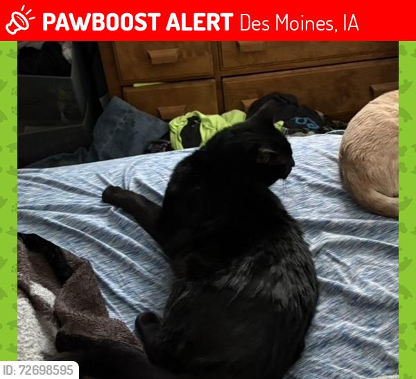 Lost Male Cat last seen E grand Ave and e 21st st, Des Moines, IA 50317