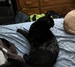 Lost Male Cat last seen E grand Ave and e 21st st, Des Moines, IA 50317