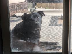 Found/Stray Male Dog last seen Beech trail dr, San Antonio, TX 78244