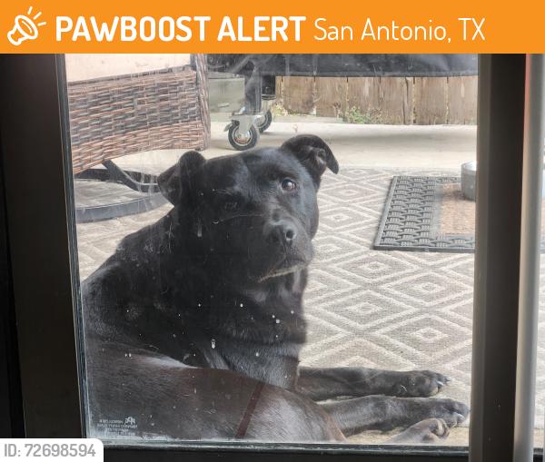 Found/Stray Male Dog last seen Beech trail dr, San Antonio, TX 78244