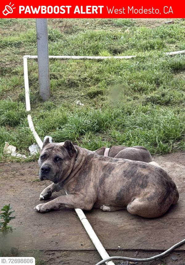 Lost Male Dog last seen Lions bridge , West Modesto, CA 95351