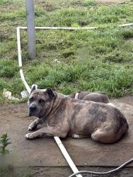 Lost Male Dog last seen Lions bridge , West Modesto, CA 95351