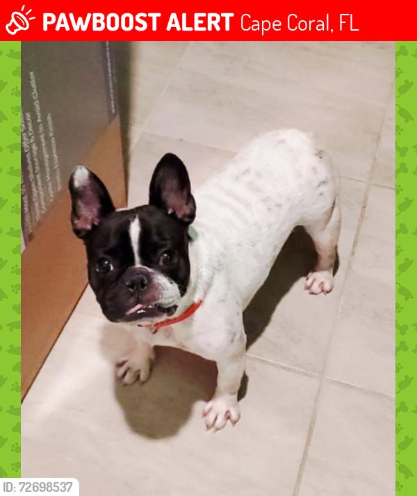 Lost Female Dog last seen Near De Navarra Pkwy, Cape Coral, FL 33909, Cape Coral, FL 33909