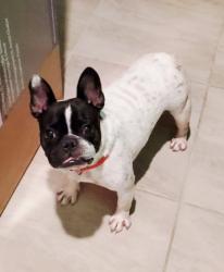 Lost Female Dog last seen Near De Navarra Pkwy, Cape Coral, FL 33909, Cape Coral, FL 33909