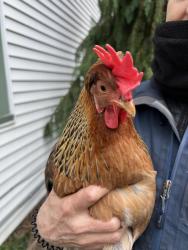 Found/Stray Female Bird last seen All the Best Pet Care on Lake City Way, Seattle, WA 98115