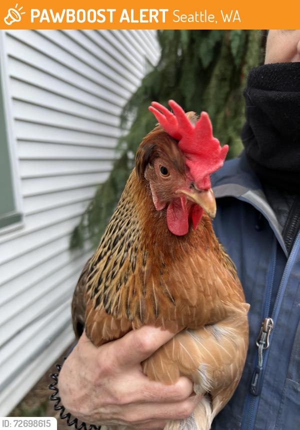Found/Stray Female Bird last seen All the Best Pet Care on Lake City Way, Seattle, WA 98115