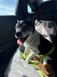 Found/Stray Male Dog last seen Trinity Care Medical , Richmond, VA 23235