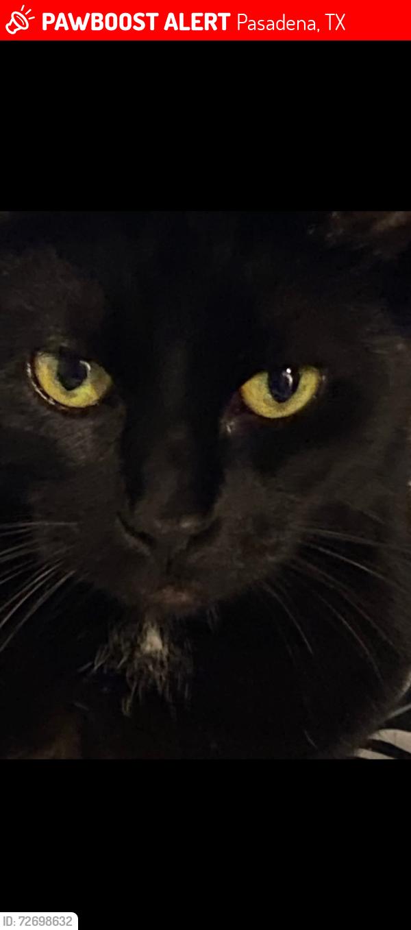 Lost Male Cat last seen Wynd st , Pasadena, TX 77503