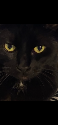 Lost Male Cat last seen Wynd st , Pasadena, TX 77503